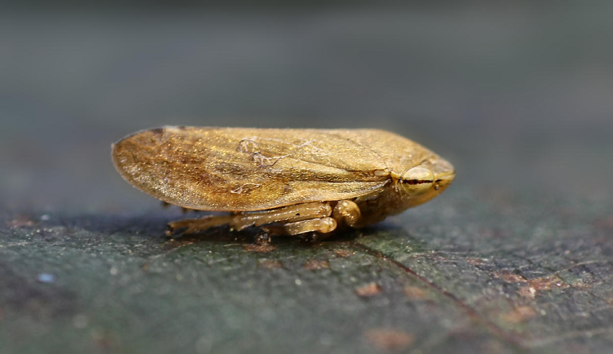 Philaneus sp ???? S, Philaenus spumarius.